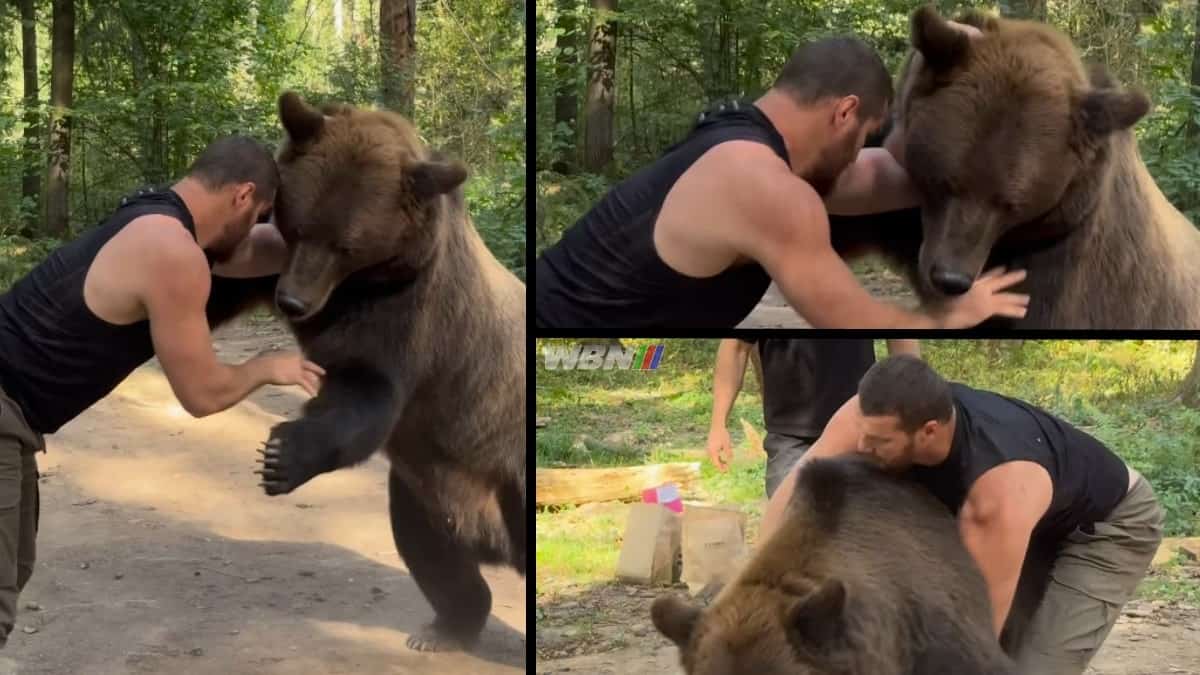 Heavyweight Arslanbek Makhmudov wrestles a bear